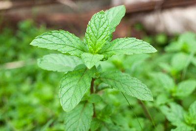 Fresh peppermint leaves is a herbal ayurveda medicinal plant. pudina plant