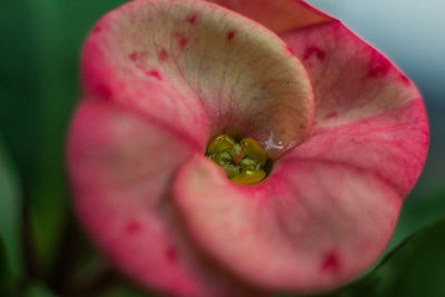Close-up of pink rose flower