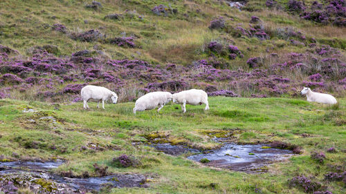 Sheep grazing on field