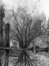 View of bare trees on land