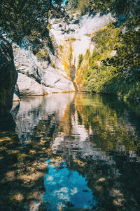 Reflection of trees in lake