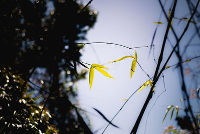 Close-up of leaves on twig