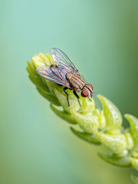 Close-up of fly on leaf