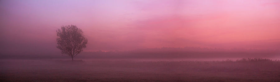 Tree on field against sky during sunset
