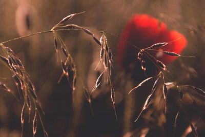 Close-up of dry plant on field