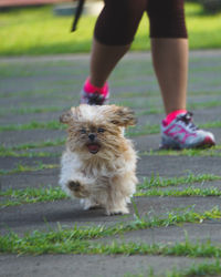 Low section of person with dog on footpath