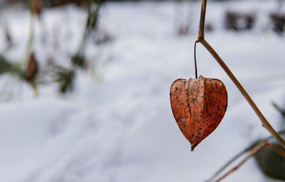 Close-up of heart shape leaf on snow