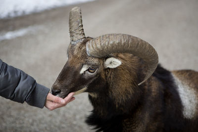 Close-up of goat