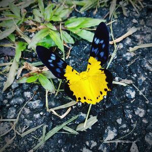 Close-up of butterfly on yellow flower