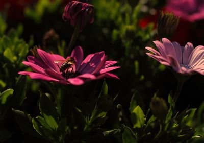 Close-up of bee on pink flower blooming outdoors