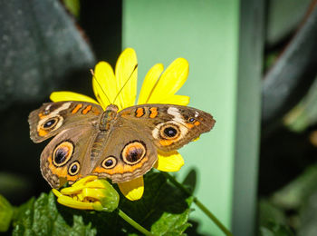 Close-up of butterfly on flower