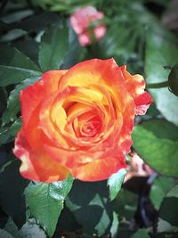 Close-up of rose blooming outdoors