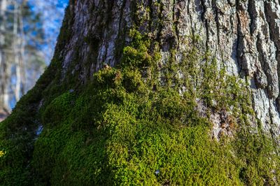 Close-up of moss growing on tree trunk