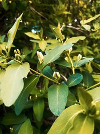 Close-up of flowering plant