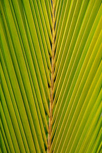 Tropical palm tree leaf