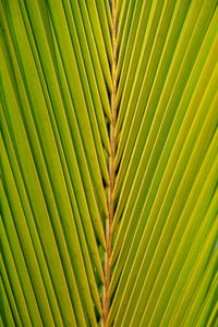 Full frame shot of palm tree