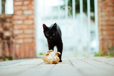 Black cat playing with paper on the street