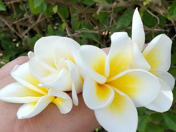 Close-up of flowers