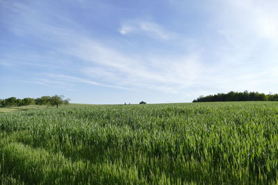 Scenic view of agricultural field against sky