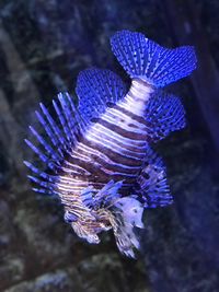 Close-up of blue water in aquarium