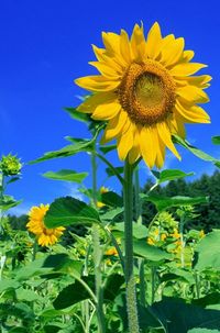 Close-up of sunflower blooming in field