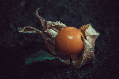 High angle view of orange