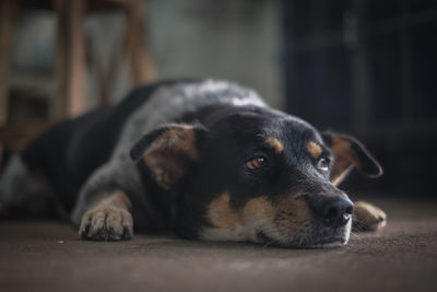 Close-up of dog resting at home