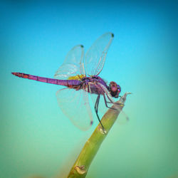 Close-up of dragonfly