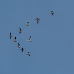 Low angle view of birds flying in the sky