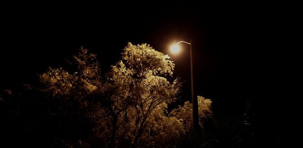 Illuminated plants against sky at night