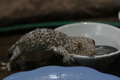 Close-up of crab in plate