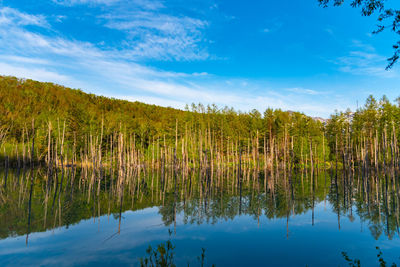 Shirogane blue pond aoiike  in summer, located near shirogane onsen in biei town, hokkaido, japan