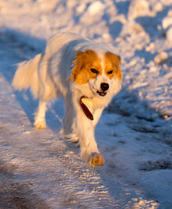 Dog looking away on snow covered land