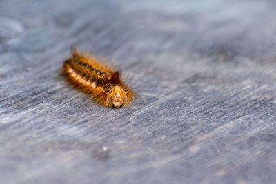 Close-up of bee on wood