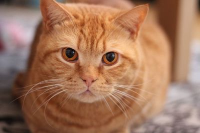 British shorthaired cat 