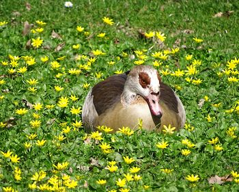 View of an animal on field