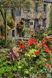 Red roses growing in garden