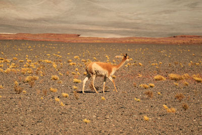 Wild vicuna at the foothills of chilean andes in northern chile