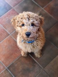 High angle portrait of dog on tiled floor