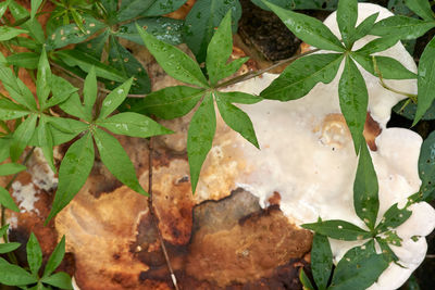 High angle view of wet leaves on plant