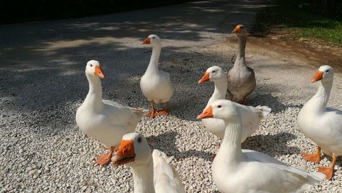 Ducks by lake