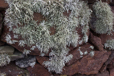 High angle view of frozen plants