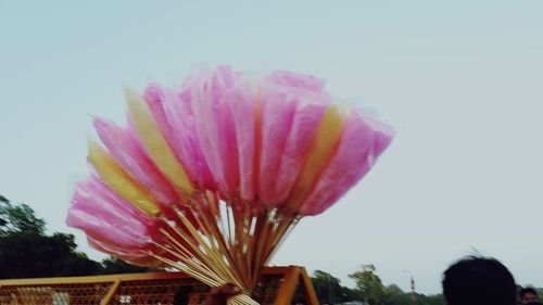 Low angle view of pink flower against clear sky