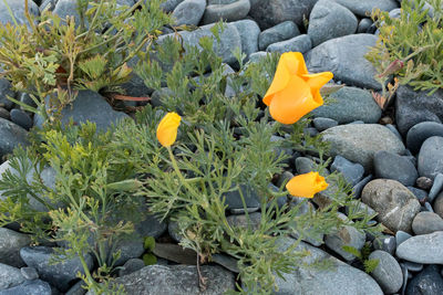 High angle view of yellow flowering plants by rocks
