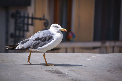 Close-up of seagull perching