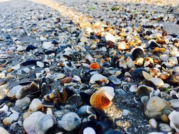 Close-up of pebbles on beach