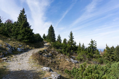 Scenic view of forest against sky