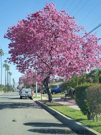 Pink cherry blossoms in park