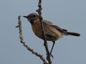 Low angle view of bird perching on branch against sky