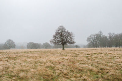 Tree on field against grey sky